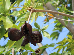 Sterculia foetida
