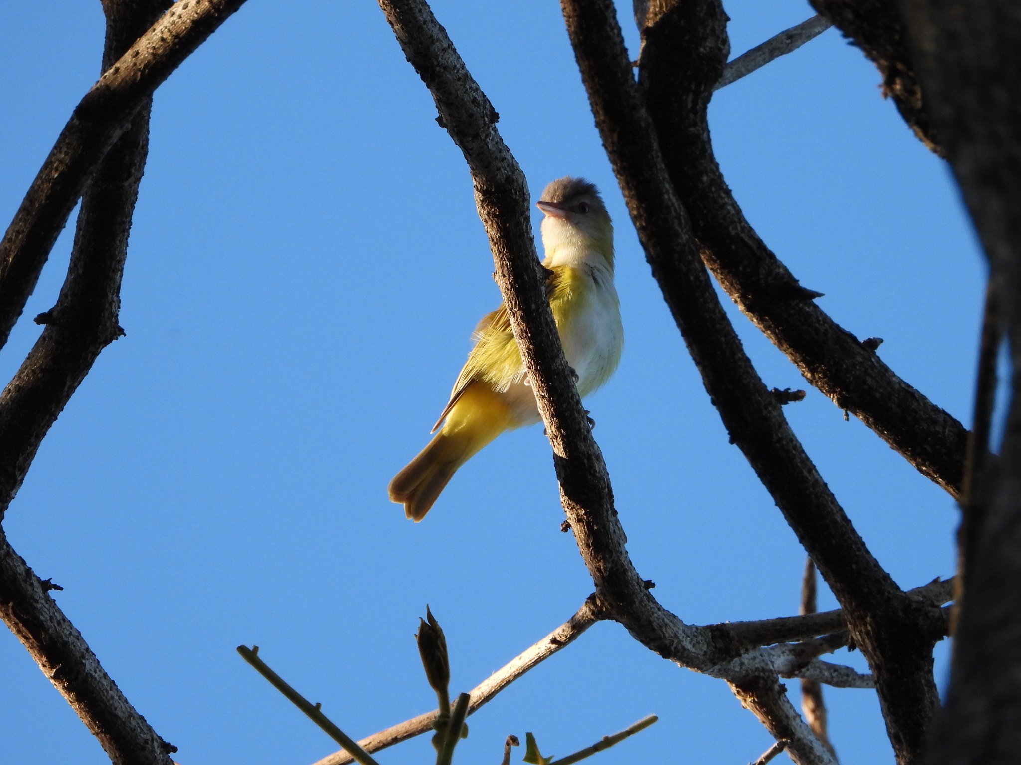 Yellow-green Vireo (Vireo flavoviridis), photo 4