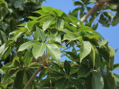 Sterculia foetida