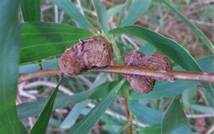 Acacia longifolia longifolia