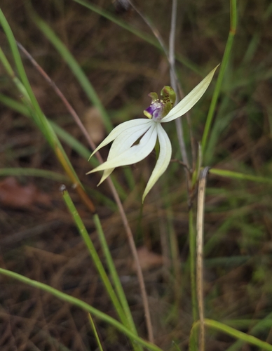 leafless orchid (Praecoxanthus aphyllus)