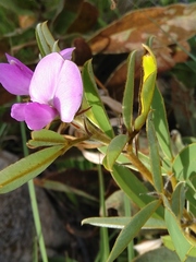 Tephrosia newtoniana