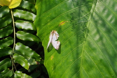 Cyrestis thyodamas mabella