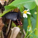 Papilio demetrius liukiuensis - Photo (c) Takaaki Hattori, algunos derechos reservados (CC BY), subido por Takaaki Hattori