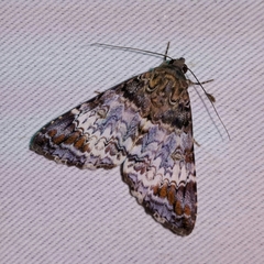 Coenipeta damonia