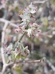 Calligonum comosum