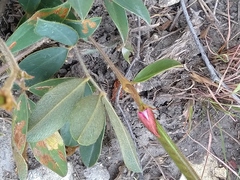 Tephrosia newtoniana