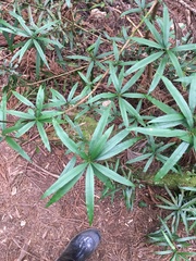 Podocarpus fasciculus