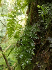 Hymenophyllum badium
