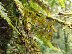 Hymenophyllum badium