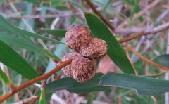 Acacia longifolia longifolia