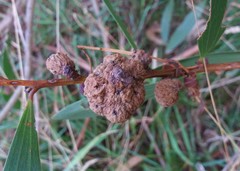 Acacia longifolia longifolia