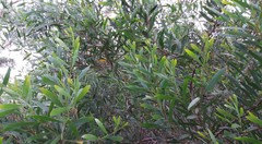 Acacia longifolia longifolia