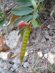 Tephrosia newtoniana