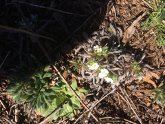 Cryptantha crassisepala