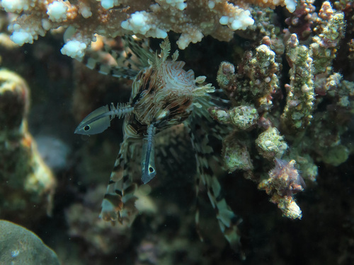 Pterois miles