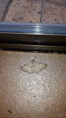 Polydesma boarmoides