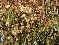 Eucalyptus fasciculosa