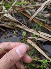 Eriocaulon buergerianum
