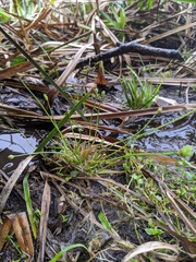 Eriocaulon buergerianum