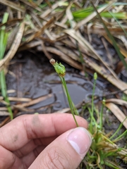 Eriocaulon buergerianum