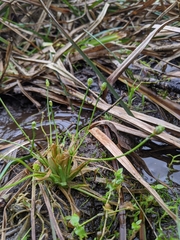 Eriocaulon buergerianum