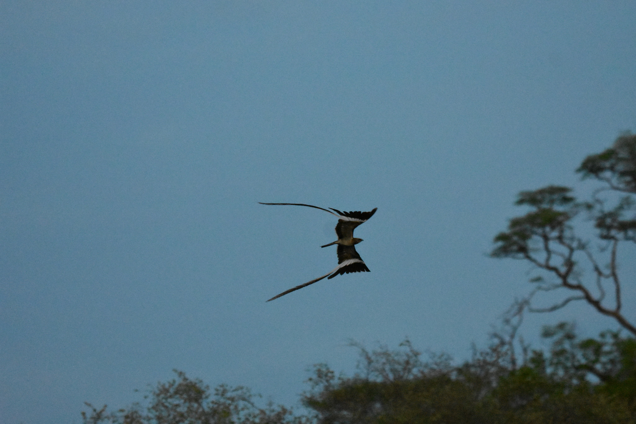 Pennant-winged Nightjar (Caprimulgus vexillarius)