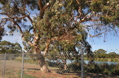 Eucalyptus fasciculosa