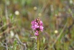 Pedicularis sudetica interioroides