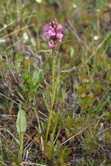 Pedicularis sudetica interioroides