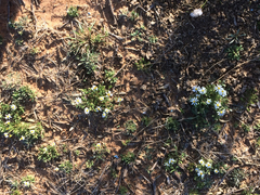 Chaetopappa asteroides