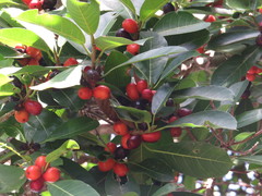 Ficus drupacea