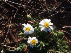 Chaetopappa asteroides