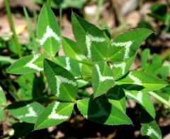Trifolium vesiculosum