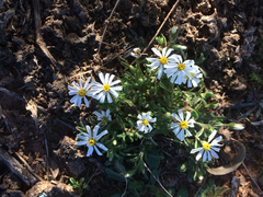 Chaetopappa asteroides