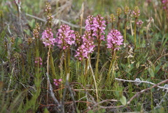 Pedicularis sudetica interioroides