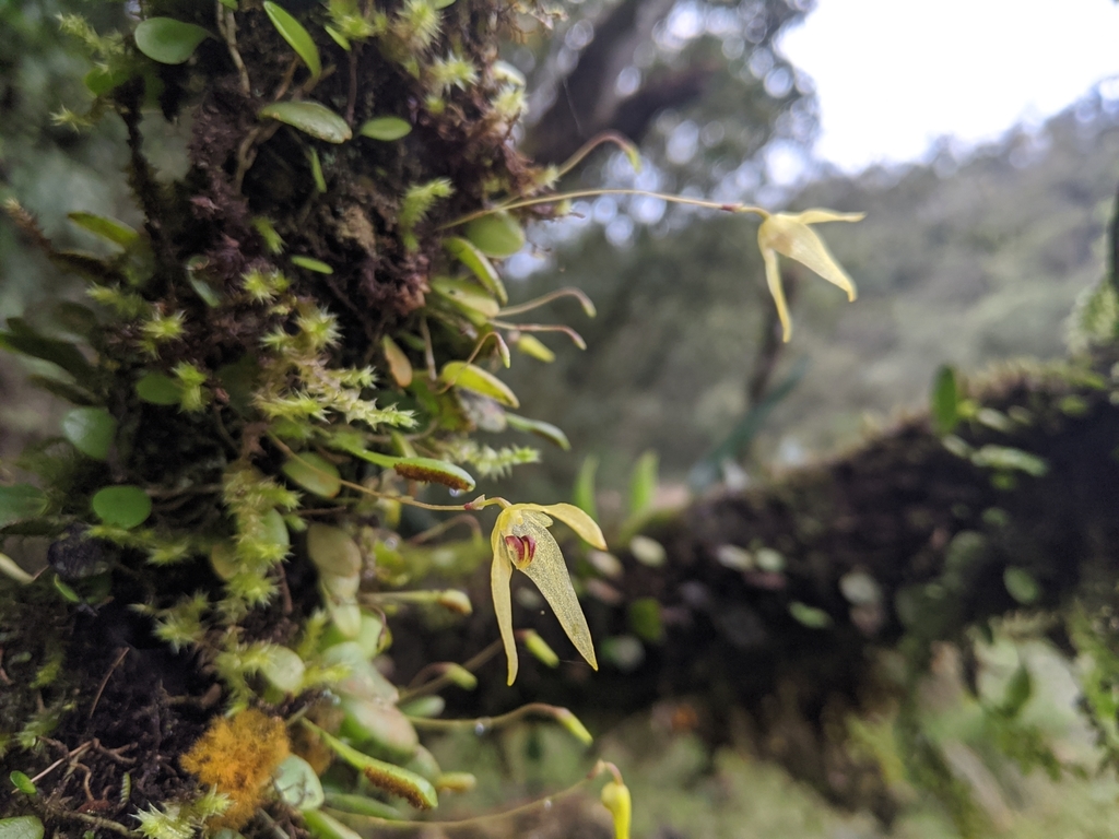 Bulbophyllum drymoglossum
