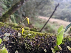 Bulbophyllum drymoglossum