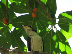 Ficus drupacea