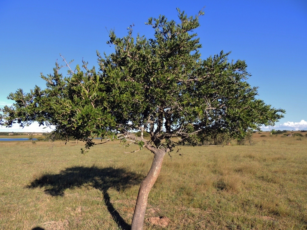 Strychnos pungens; photograph (c) i_c_riddell, some rights reserved (CC BY)