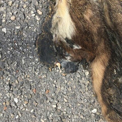 Nasua narica yucatanica