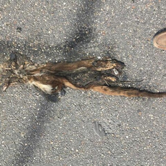 Nasua narica yucatanica