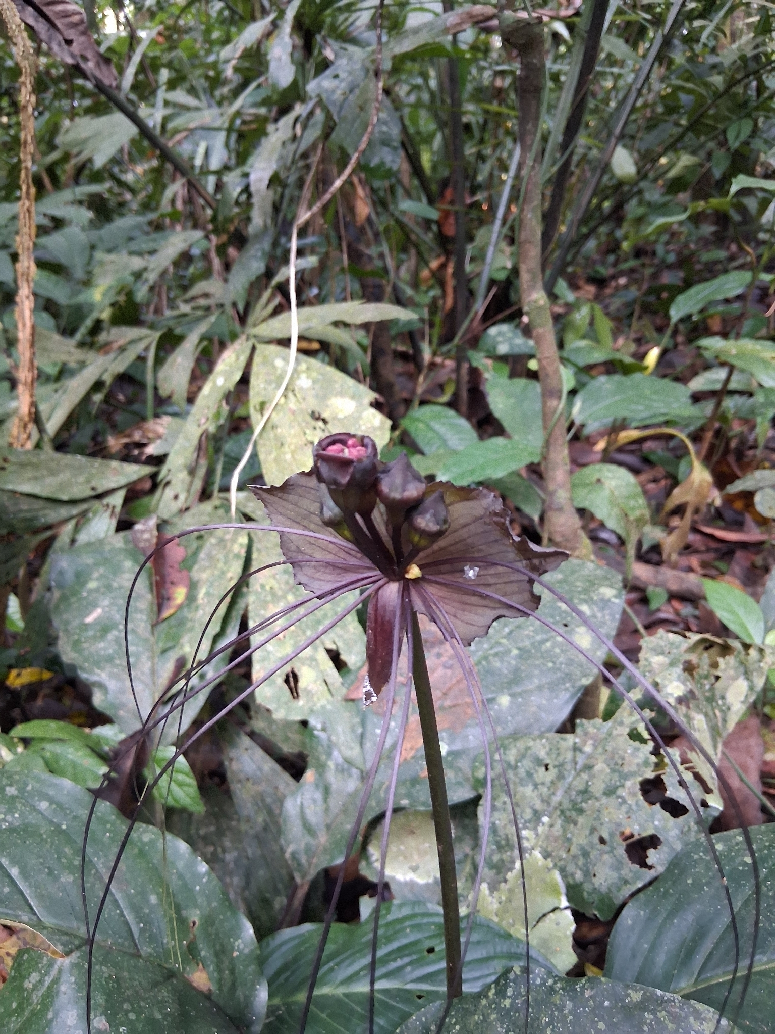 Tacca chantrieri — ảnh 2