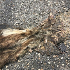 Nasua narica yucatanica