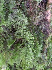 Hymenophyllum polyanthon