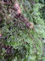 Hymenophyllum polyanthon