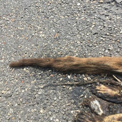 Nasua narica yucatanica