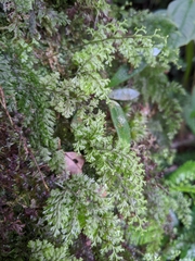 Hymenophyllum polyanthon