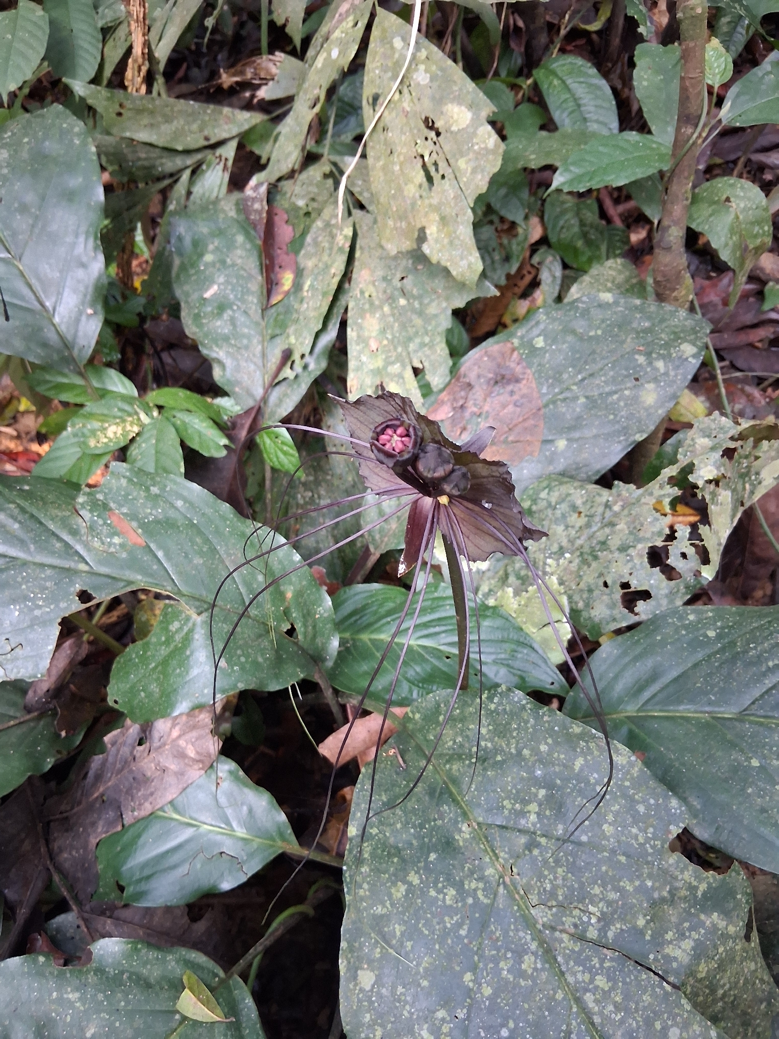 Tacca chantrieri — ảnh 3