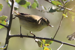 Phylloscopus ibericus